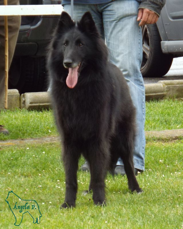 Jade Noir de Korosti Exc 2 abierta hembras y RCCPB